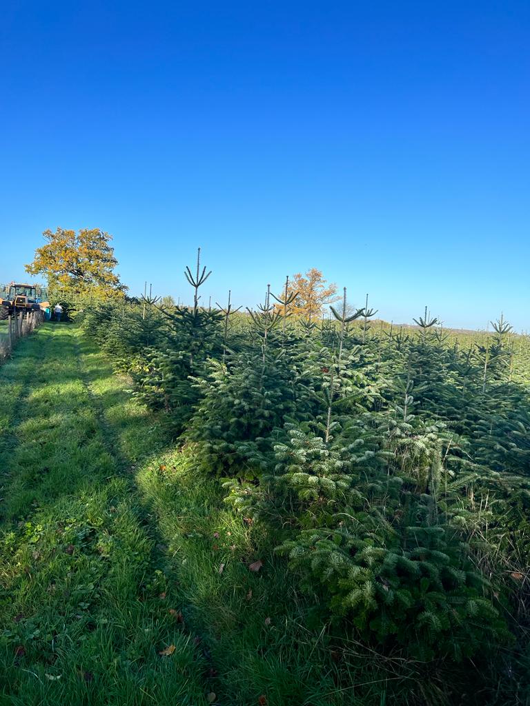Theydon Christmas Trees Farm