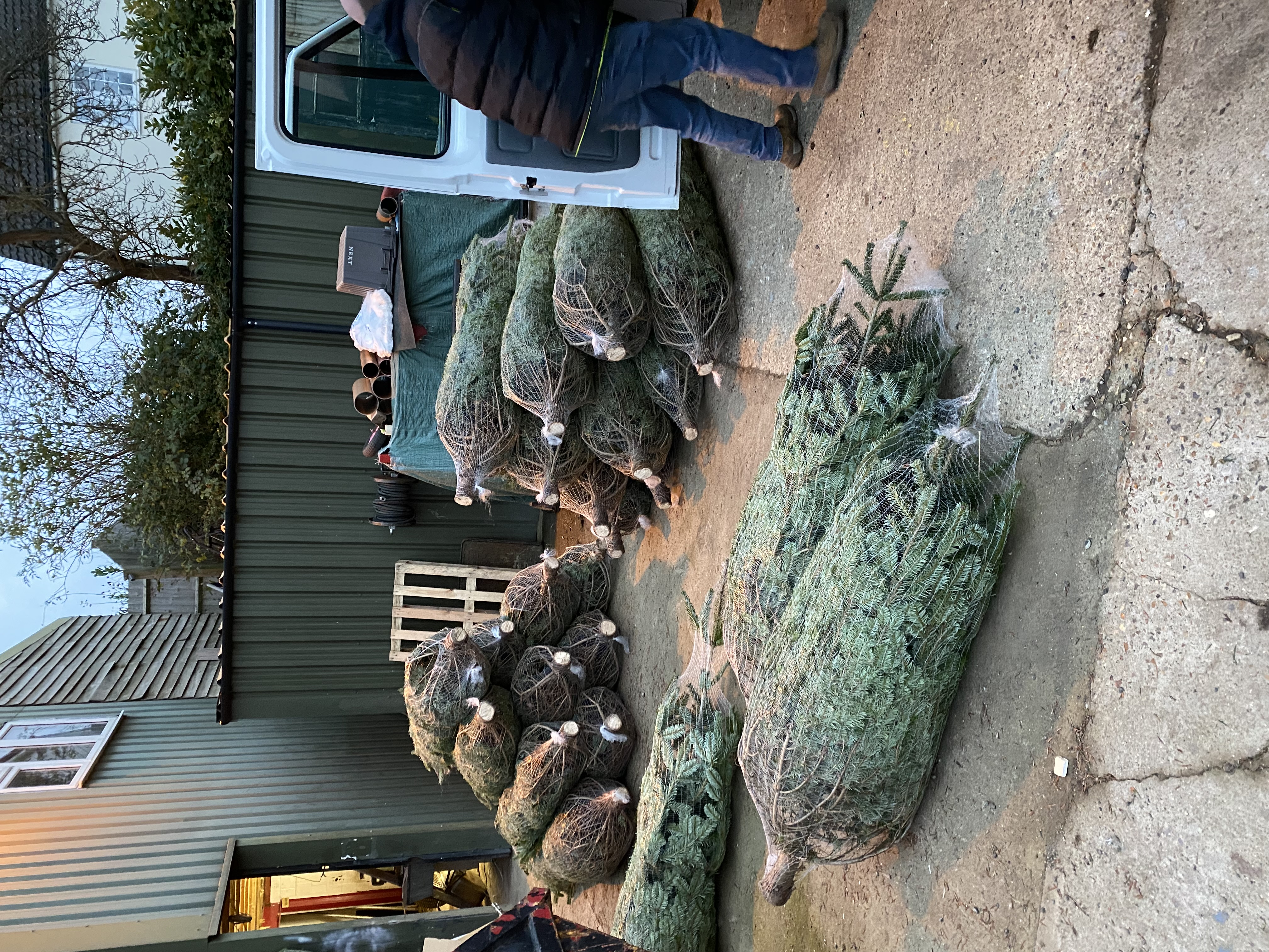 Theydon Christmas Trees Farm