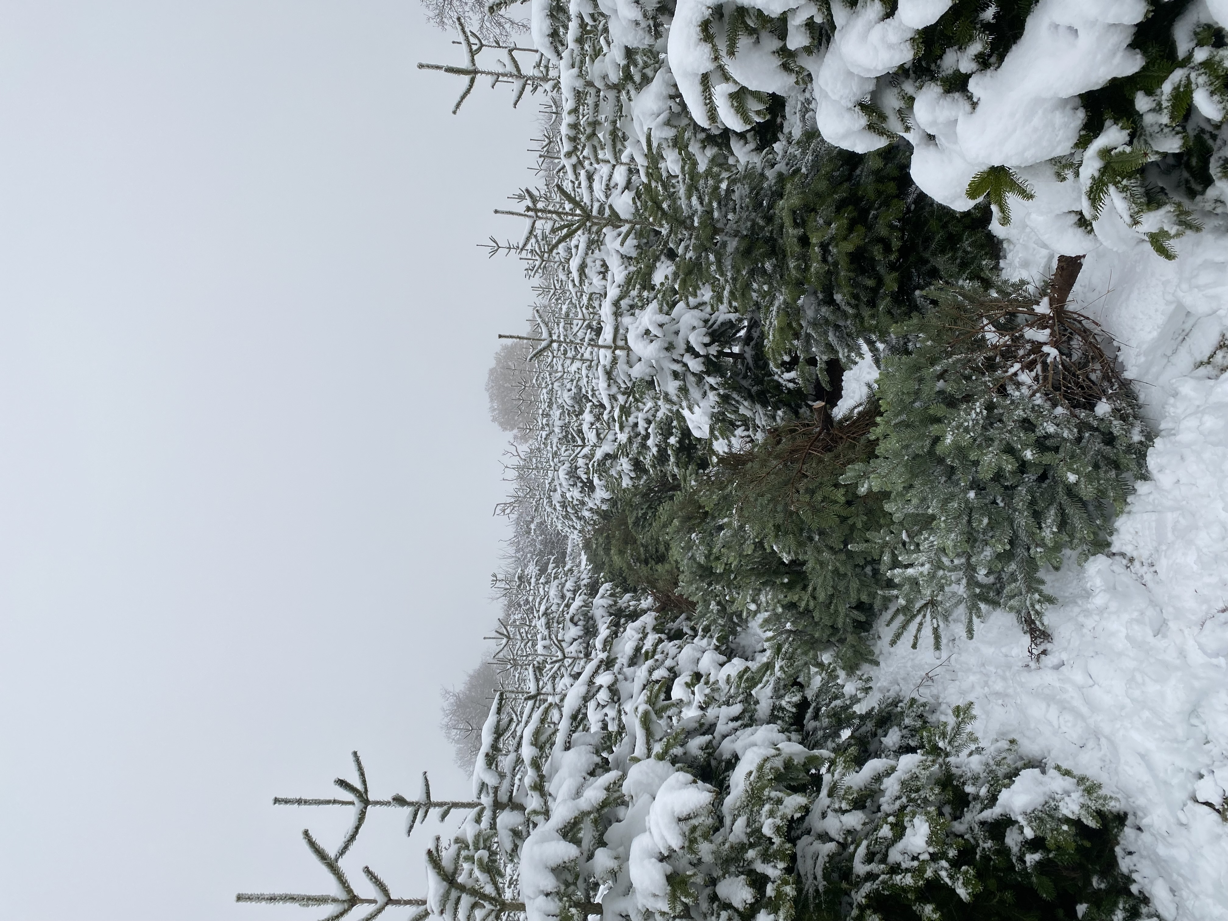 Theydon Christmas Trees Farm