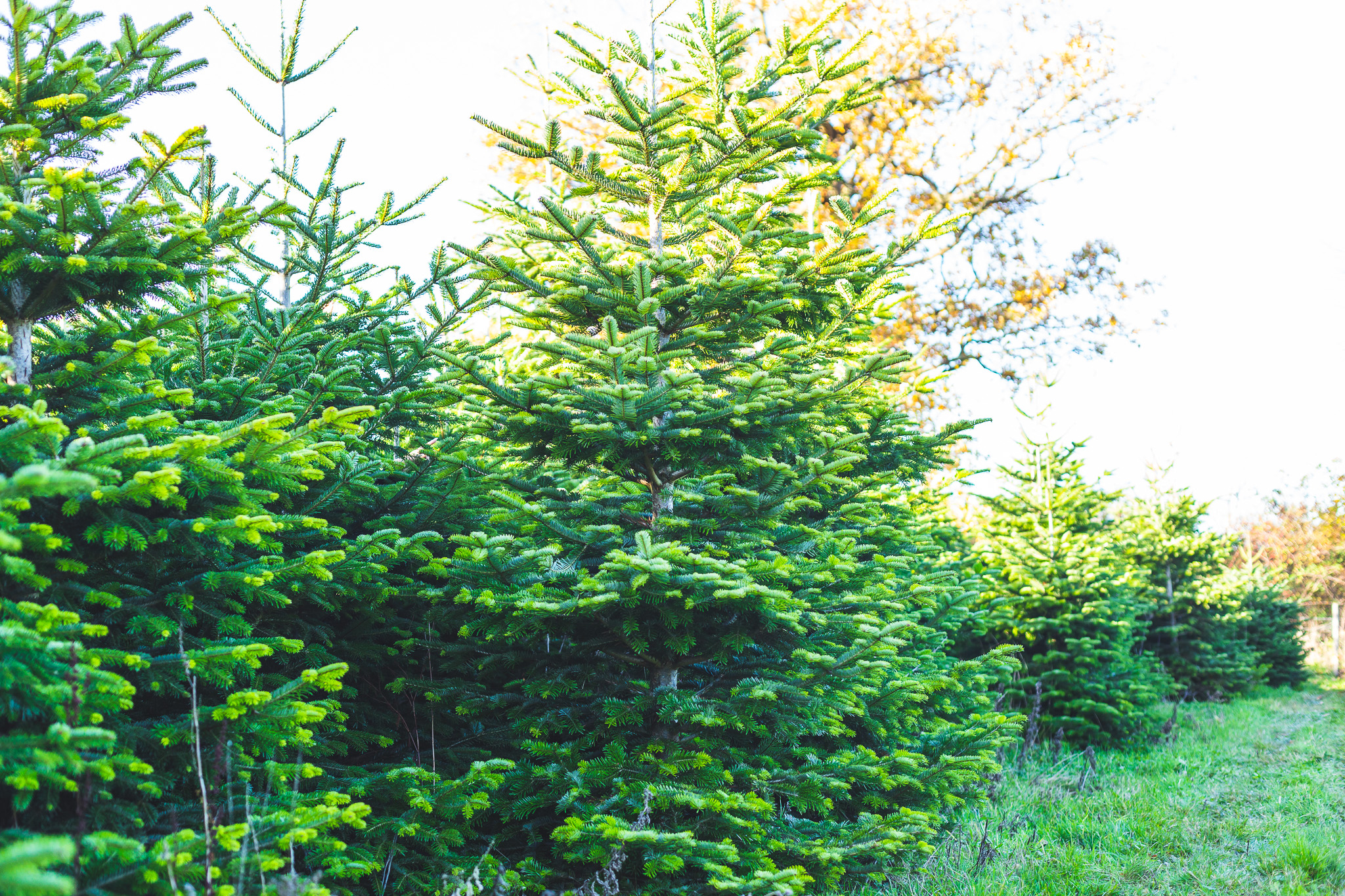 Theydon Christmas Trees Farm