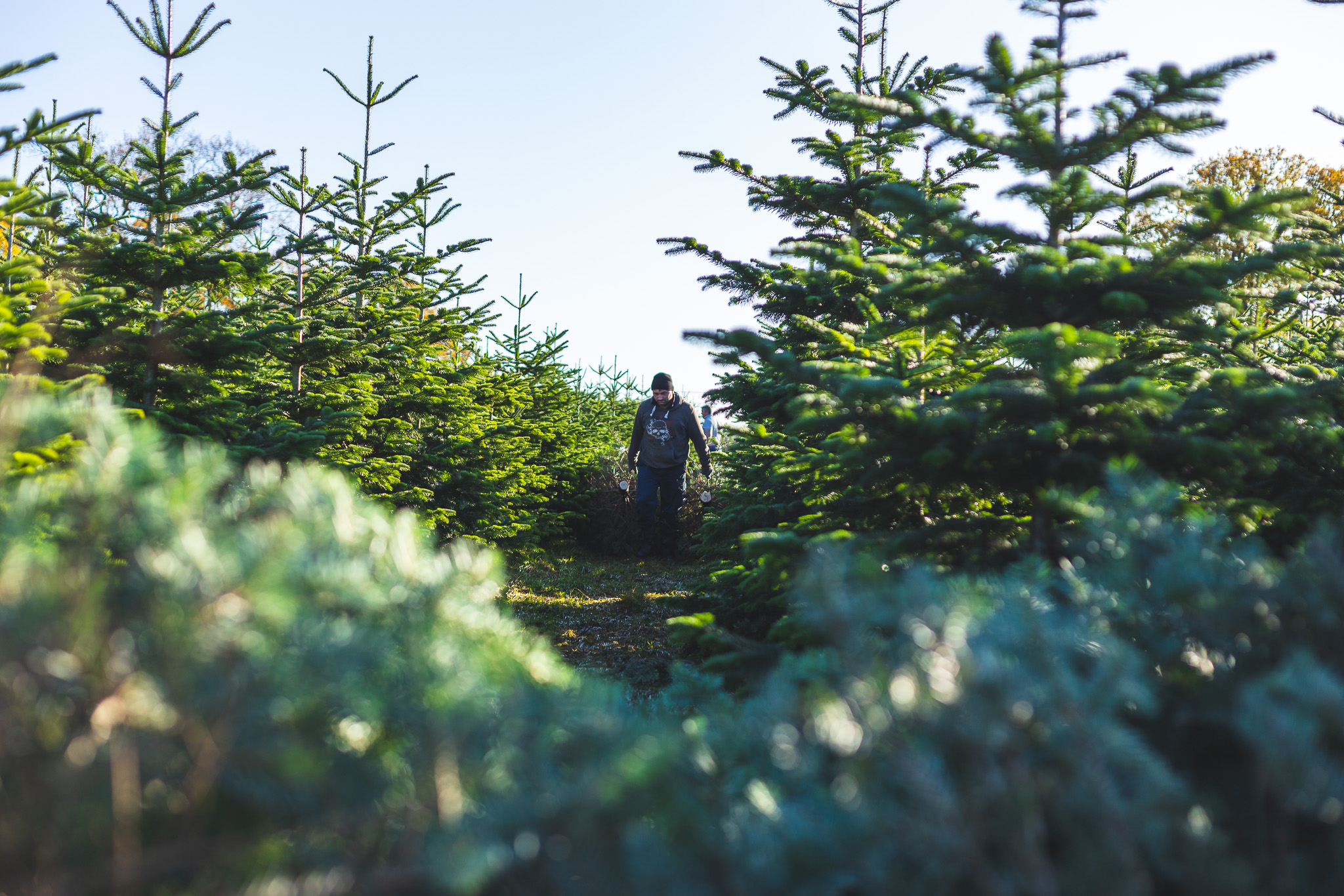 Theydon Christmas Trees Farm