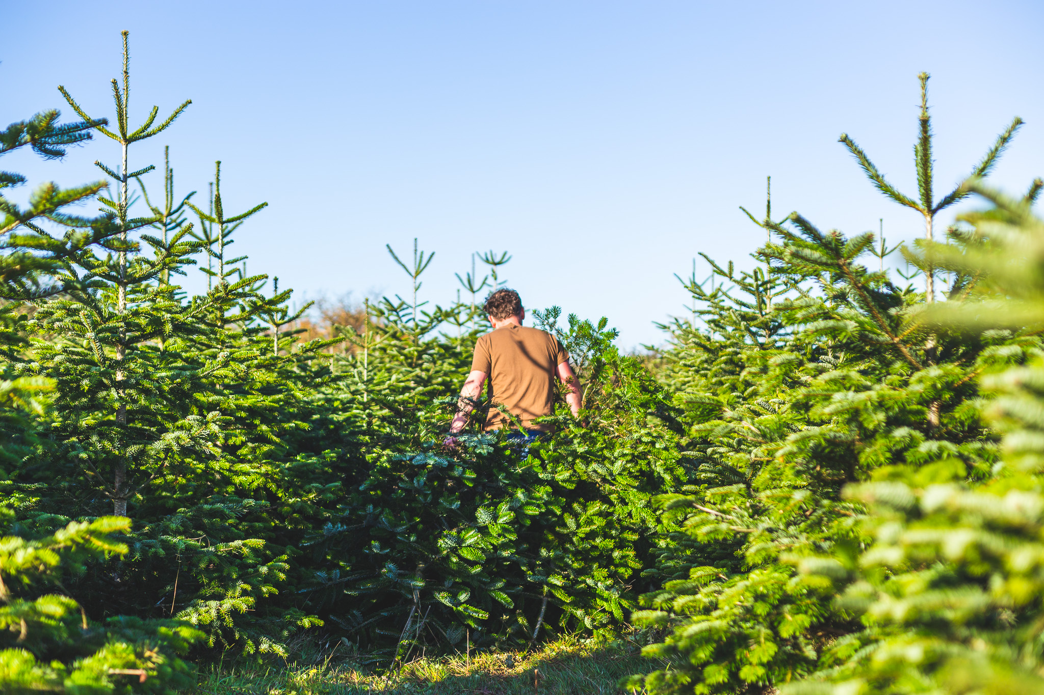 Theydon Christmas Trees Farm
