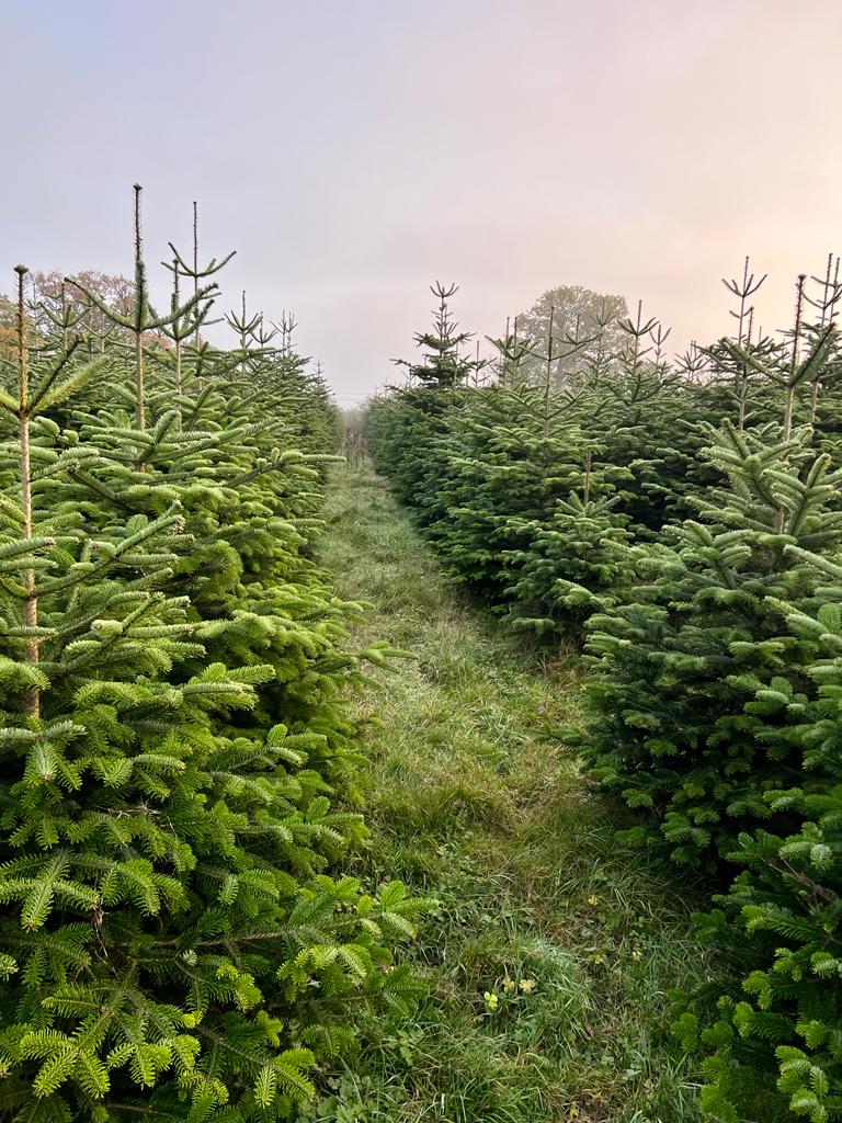 Theydon Christmas Trees Farm