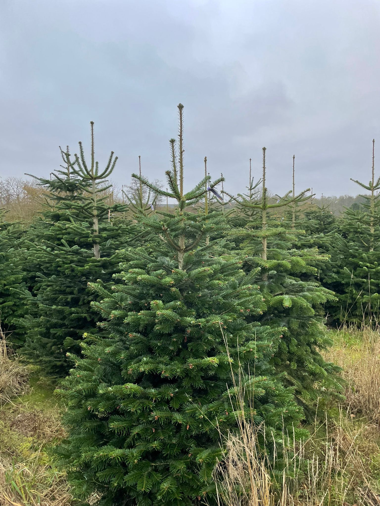 Theydon Christmas Trees Farm