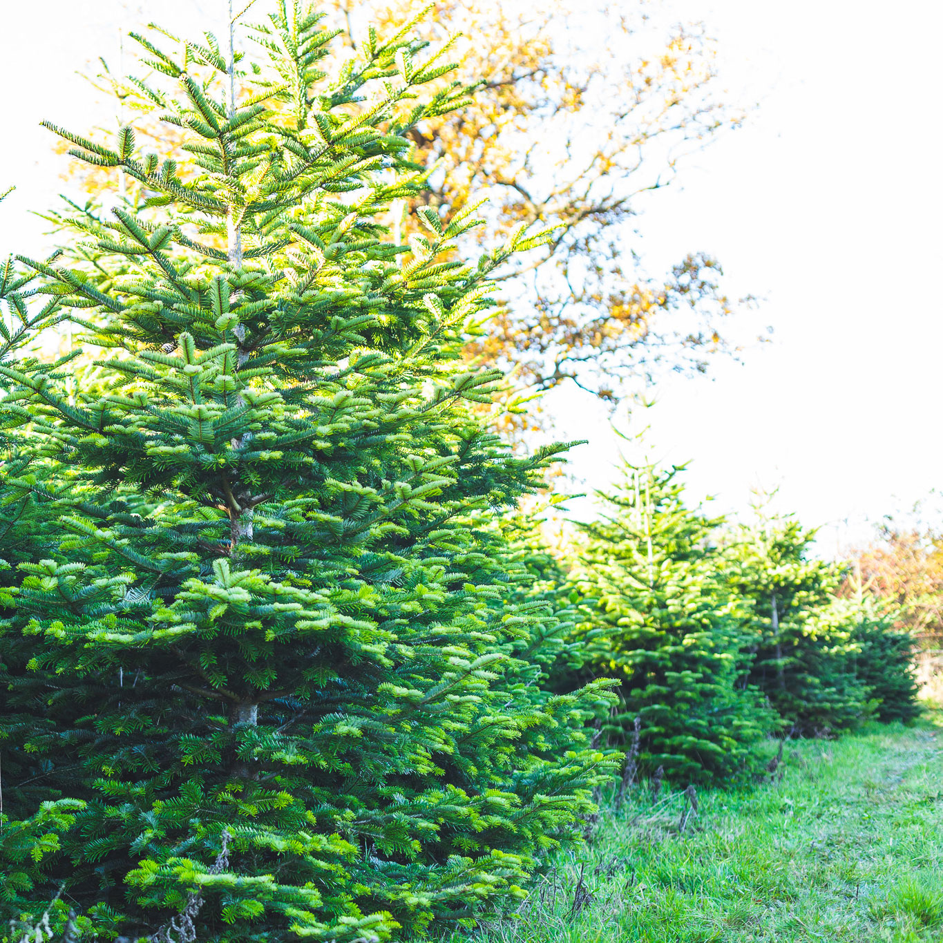 Christmas tree farm based in Theydon Bois