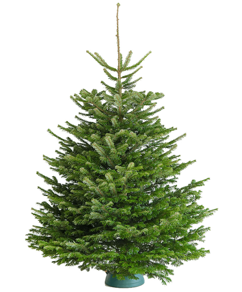 Premium Nordmann Fir